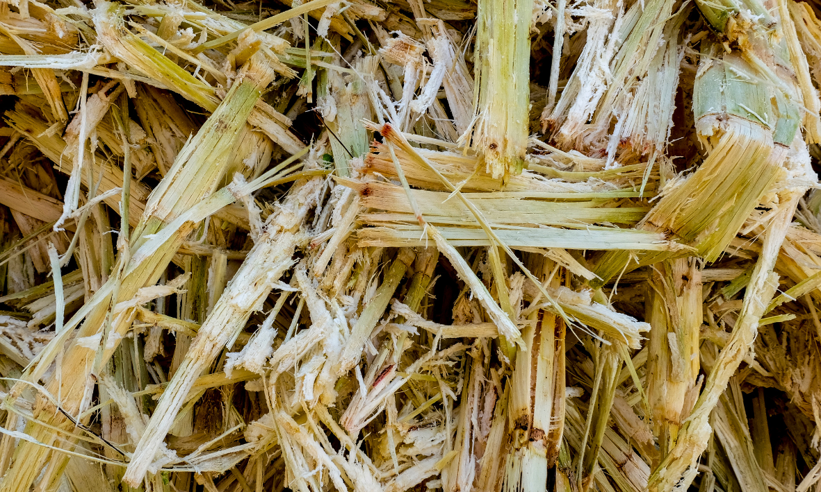 Bagasse: A Sustainable Alternative to Plastic