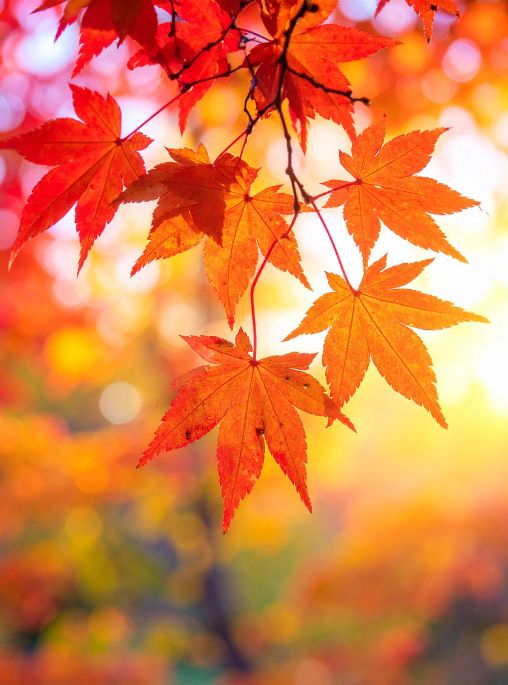 Autumn