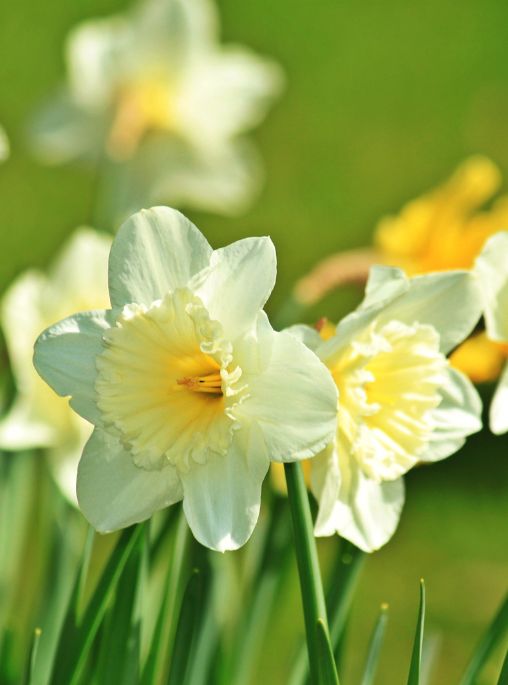 Spring